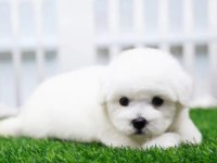 Türkiyede en iyi kalite nadir olanlardan bichon frise