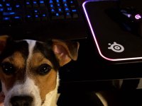 Safkan Jack Russell 1 Yaşında