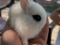 Hollanda cüce tavşanlar (netherland dwarf)