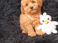 Core maltipoo bebekler