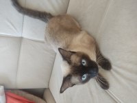13 aylık erkek siyam kedisi çiftleşmeye hazır