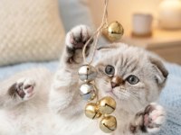 Scottish fold silver lynx point dişi