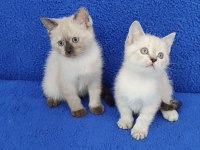 YENİ YUVASINA GİTMEYE HAZIR  BRİTİSH PONÇİKLER
