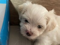 Kore kan maltese terrier yavrular