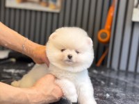 Pomeranian Boo