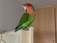 Sahibinden bir dişi bir erkek sevda papağanı