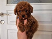 ORİJİNAL TOY POODLE