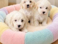 Maltese Terrier Yavrular
