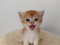 British golden shorthair yavrularım