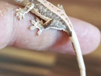 Crested Gecko Üst Kalite