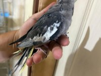44 GÜNLÜK KONUŞTURMALIK SULTAN PAPAĞANI BEBEK