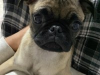 1.5 yaşında dişi pug 2 ay sonra eşleşebilir