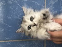 British longhair uysal kedimiz