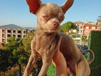 Islak Burun MİNİ Şivava (Chihuahua)