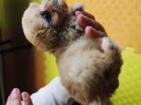 Oyuncu minik maltipoo