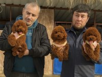Toypoodle sevimli yavrular onaylı ruhsatlı çiftlik 