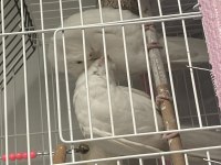 Albino çift üretime hazır sultan papağanı