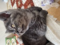 2 aylık son kalan british longhair yavrumuz