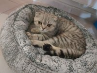 Scottish fold erkek kedimiz