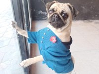 Orjinal sıfır burun gül kuyruk pug