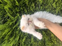 Boncuk Bebek Kediler