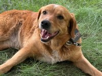 Golden Retriever İnsan Dostları