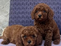 Toy poodle hazır bebekler