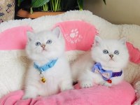 Maviş point British shorthair bebeğim 