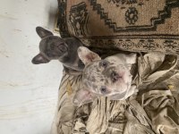 Blue Tan ve Lilac Merle Tan French Bulldog