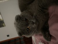 Acil Sahiplendirme Scottish Fold