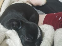 Şivava köpeğimiz 5 aylık dişi