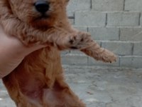Toy poodle