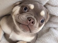 OYUNCU YAVRU FRENCH BULLDOG