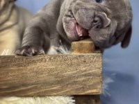 A kalite dişi french bulldog