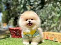 Pomeranian Boo Ultra Mini Ayi Surat Yavrular