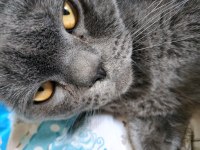 British shorthair 15 aylık ev kedimiz