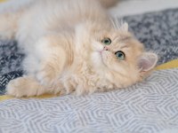 British Longhair Ay11 Dişi