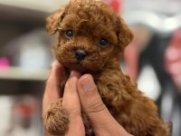 Show Kalite Miniboy Poodle