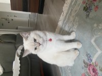Harika bir british shorthair var