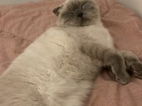 2 Yaşında Scottish Fold