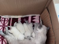 Pamuk ve Çakırın Evlatları Kediler