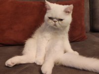Kar Beyazı Exotic Shorthair Bebeğimiz