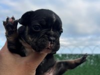 FRENCH BULLDOG YAVRULAR HEPSİ NADİR RENK