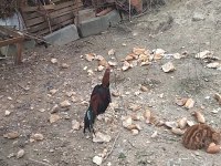 1 yaşında Brezilya Hint horozu