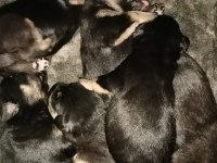Rottweiler yavrularımız 2 günlük oldu