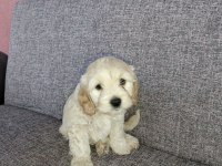 Toy poodle ve Charles ten Cavapoo