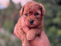 KORE KAN KUYRUKSUZ POODLE ERKEK