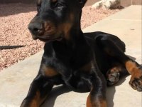 Fenasal estetikli doberman yavrular