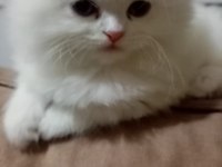 iran kedileri 2 adet dişi