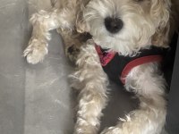 Dişi Maltipoo Çipli Aşılı